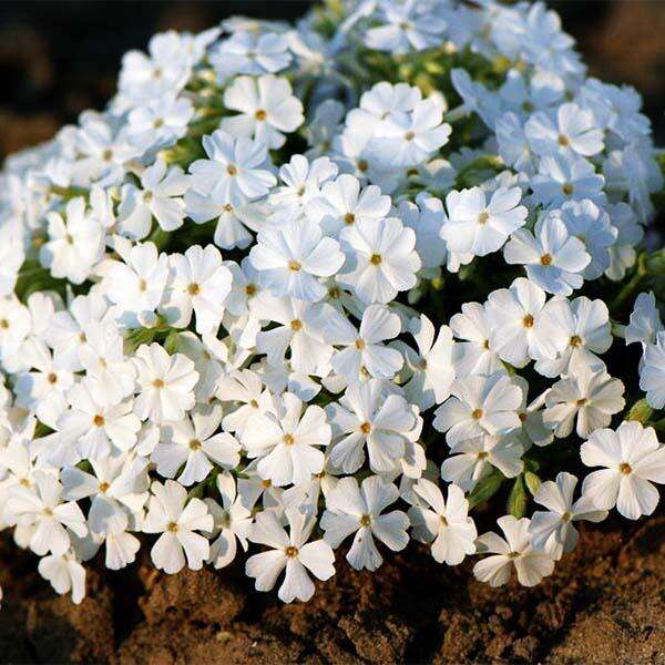 Флокс шиловидный White Delight (Вайт Делайт) купить выгодно ✵ Сады-Эдема.рф  – интернет магазин растений для сада